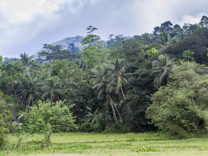 Sinharaja Forest Reserve - Sri Lanka - On The Go Tours