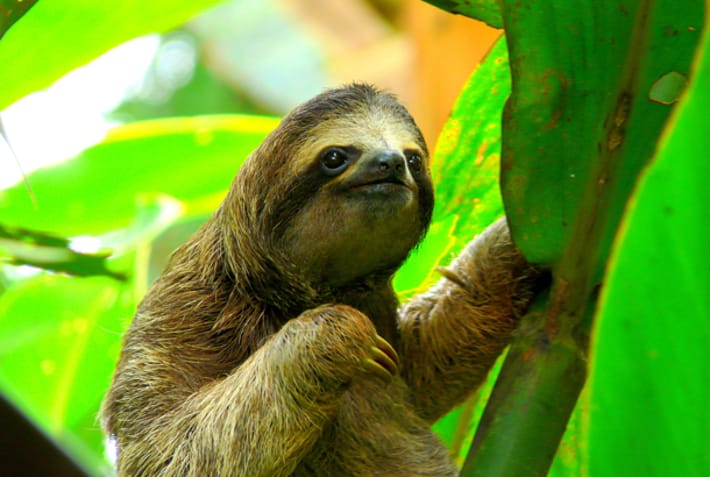 Sloth in Costa Rica - Wildlife Guide - On The Go Tours