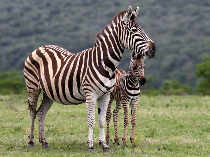 Zebra - Lalibela Game Reserve
