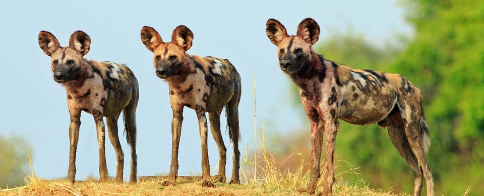 south luangwa