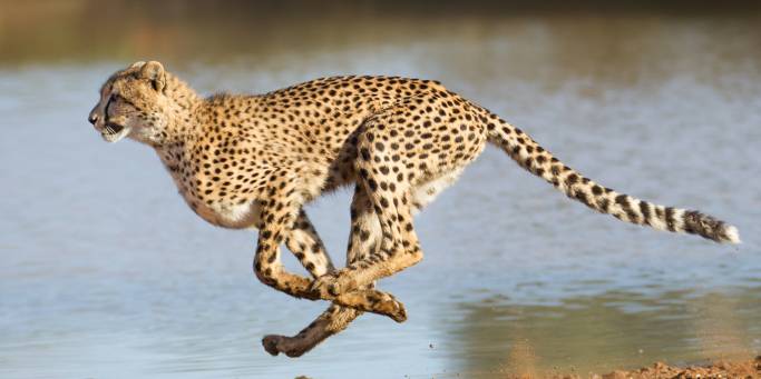 A cheetah running in Kruger National Park | South Africa