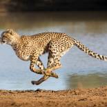 A cheetah running in Kruger National Park | South Africa