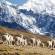 0000-Woman-with-llamas-Peru