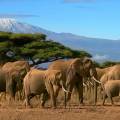 Mount Kilimajaro rising majestically in the distance