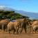000-elephants-at-Kili