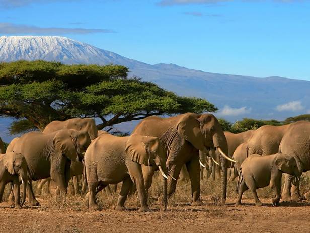 Mount Kilimajaro rising majestically in the distance