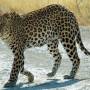 Wildlife Safari & Off-Roading at Jhalana Safari Park Including Pick Up and Drop