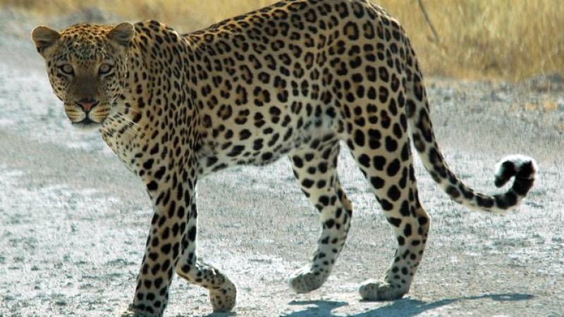 Wildlife Safari & Off-Roading at Jhalana Safari Park Including Pick Up and Drop