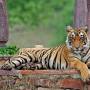 Private Wildlife Safari Tour in Ranthambore from Jaipur