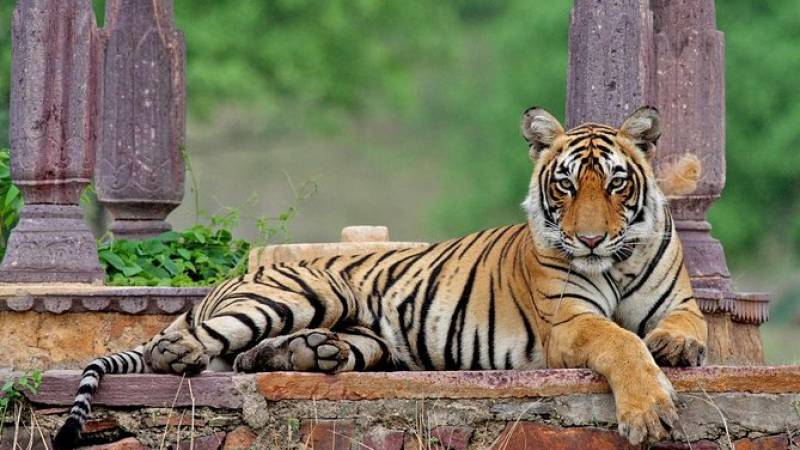 Private Wildlife Safari Tour in Ranthambore from Jaipur