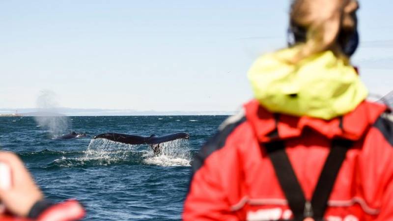 Small-Group Whale Watching from Akureyri