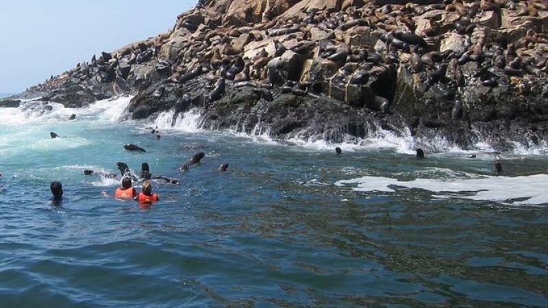 Palomino Islands Cruise and Swimming with Sea Lions Experience from Lima