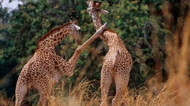 Victoria Falls and Safari with Sunset Cruise and Lunch