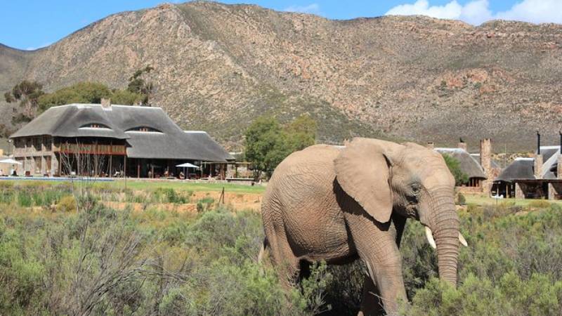 Wild Life Safari Private Transfer To Aquila Reserve excluding entrance fees