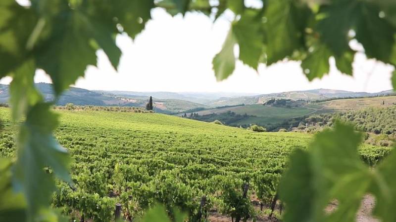 Chianti afternoon Wine Tour from Florence