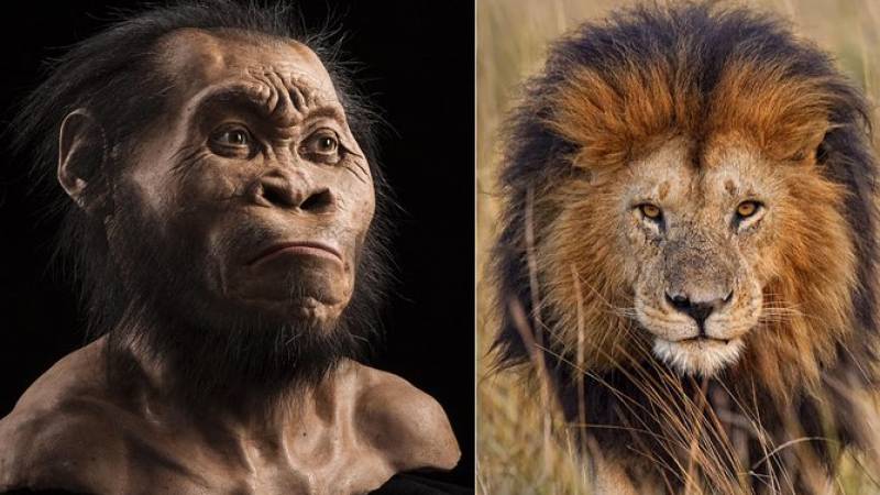 Cradle of Humankind Tour with a Lion Safari