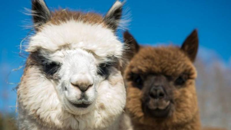 Wine Safari Tour from Santiago