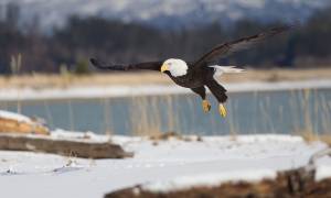 A bald eagle in Homer - Alaska - North America Tours - On The Go Tours
