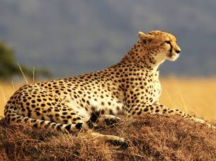 A cheetah in Kenya's Masai Mara