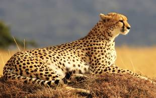 A cheetah in Kenya's Masai Mara