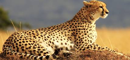 A cheetah in Kenya's Masai Mara