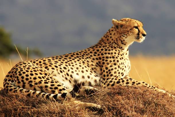 A cheetah in Kenya's Masai Mara