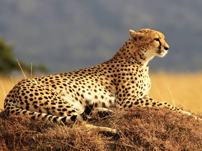 A cheetah in Kenya's Masai Mara