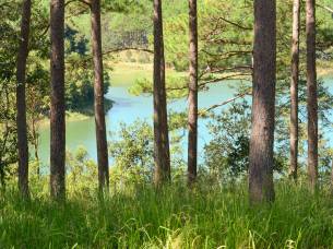 A forest and lake in Dalat - On the Go Tours