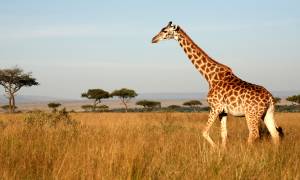 A giraffe walking through the Masai Mara in Kenya