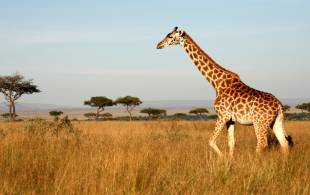 A giraffe walking through the Masai Mara in Kenya
