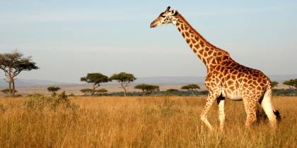 A giraffe walking through the Masai Mara in Kenya