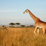 A giraffe walking through the Masai Mara in Kenya
