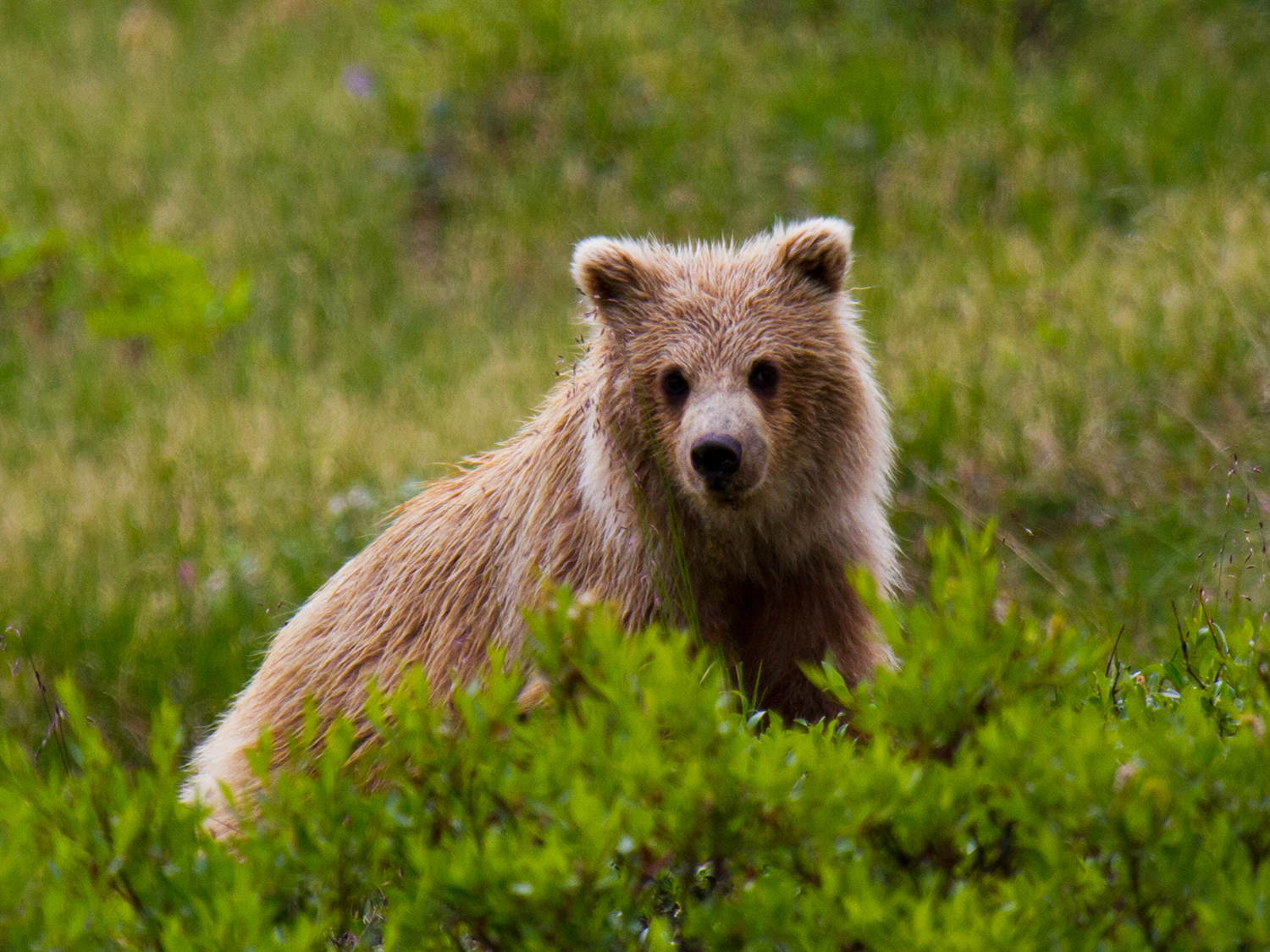 Central Alaska Summer Camping - 11 days