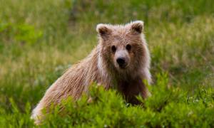A grizzly bear cub in Denali National Park - Alaska - North America Tours - On The Go Tours