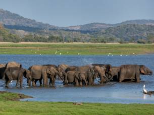 A herd of elephants bathing in the tank at Minneriya National Park