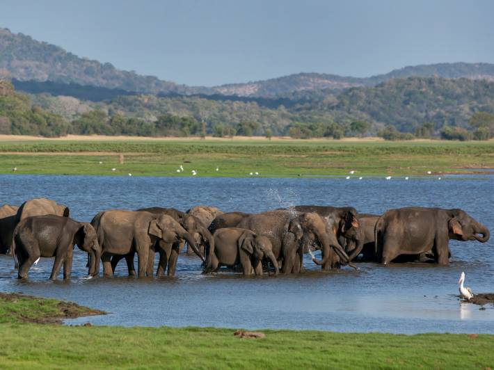 A herd of elephants bathing in the tank at Minneriya National Park