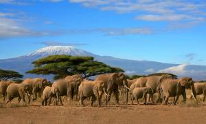 A herd of elephants in Amboseli NP