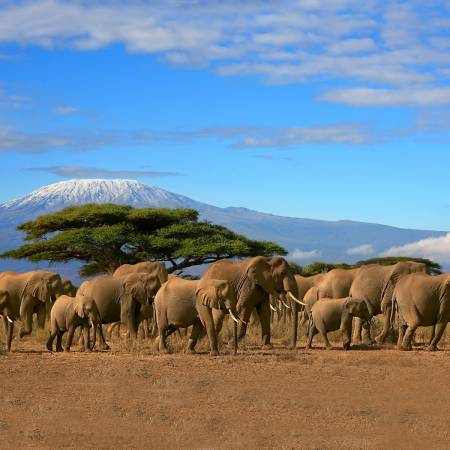 A herd of elephants in Amboseli NP