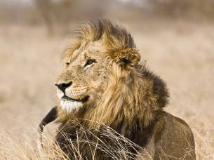 A lion in Kruger National Park