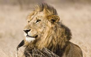 A lion in Kruger National Park