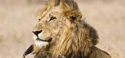 A lion in Kruger National Park