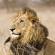 A lion in Kruger National Park