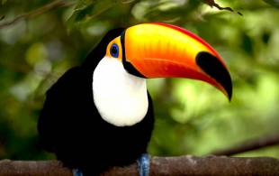 A toucan in the Amazon - South America Tours - On The Go Tours