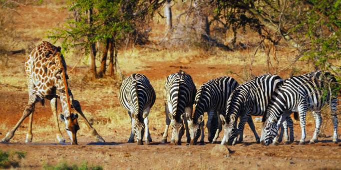 Giraffe and zebras | African Safaris | Africa