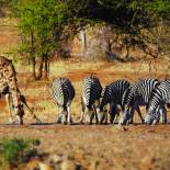 Giraffe and zebras | African Safaris | Africa