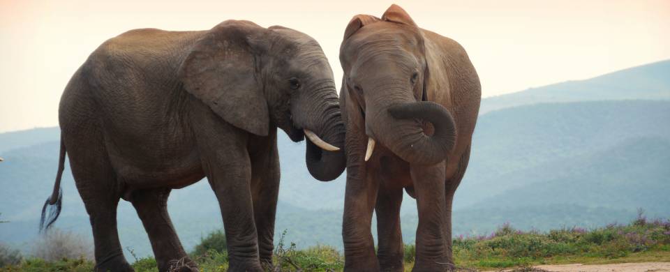 Elephants with their trunks entwined at Addo Elephant Park