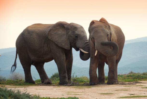 Addo Elephants- Africa Overland Safaris - Africa Lodge Safaris - Africa Tours - On The Go Tours