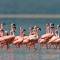 Flamingos wading in the waters of Lake Nakuru in Kenya