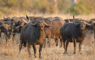 African buffalo - On The Go Tours