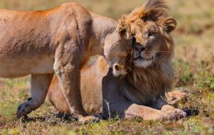 African lion couple - Overland Safaris - On The Go Tours